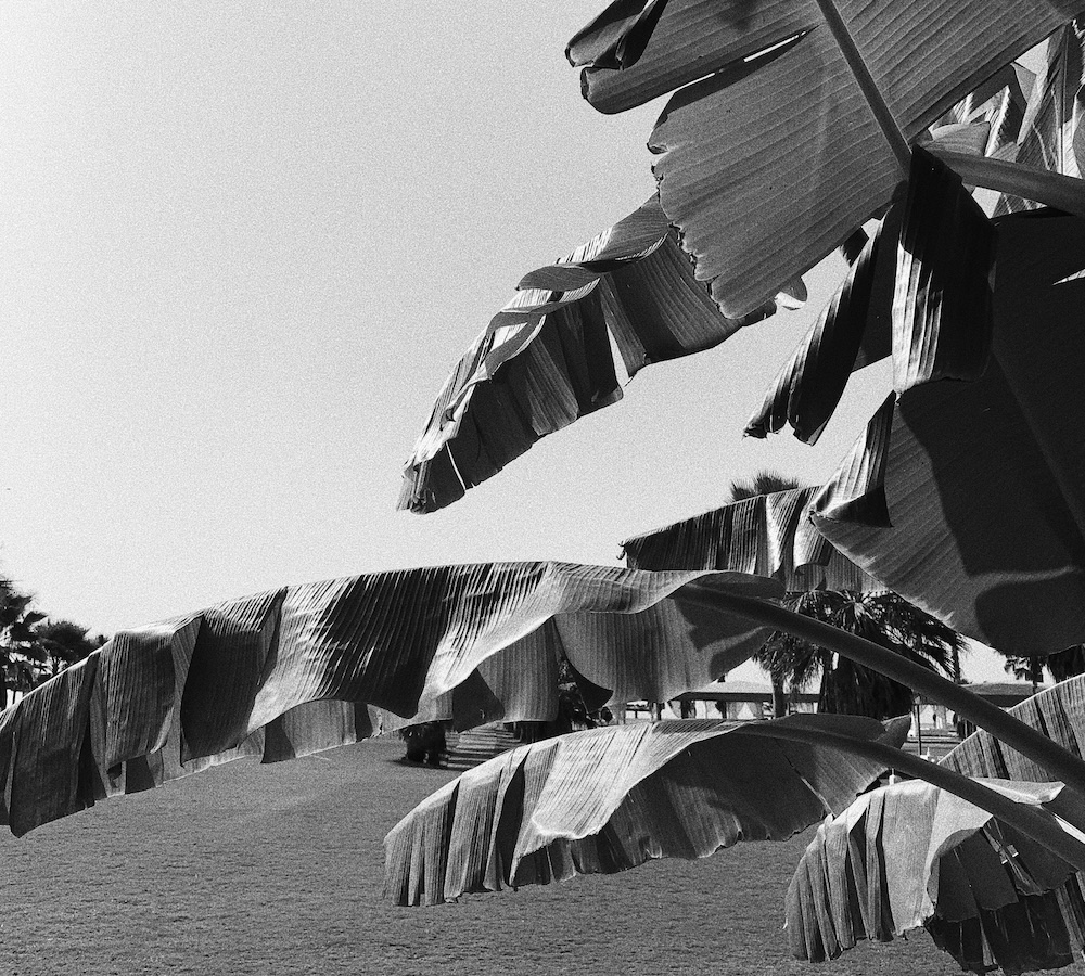 Image of plant leaves